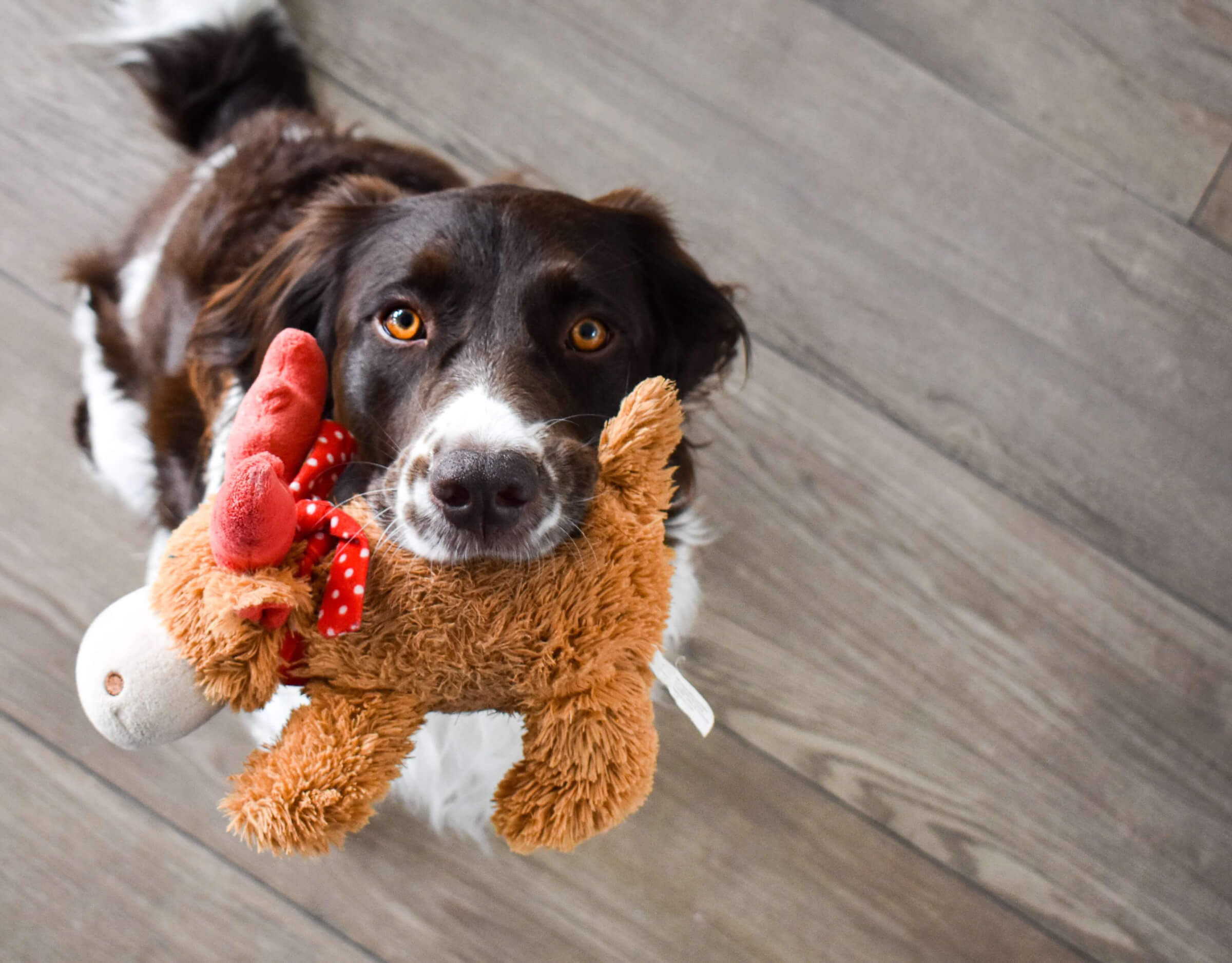 Perfectly Packaged Pet Products